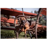 Mira, fél éves, szuka #3