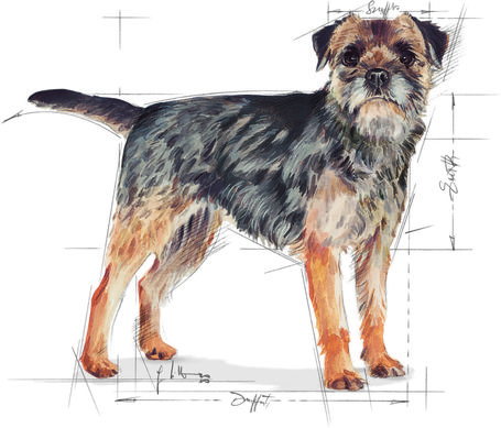 Royal Canin Mini Sterilised - Száraz táp ivartalanított, kistestű felnőtt kutyák részére