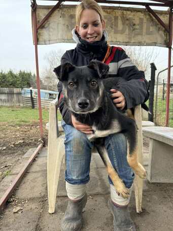 Hektor, kan kutyus gazdit keres