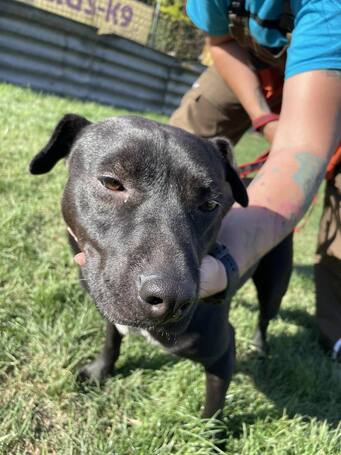 Nicole, egy éves, szuka