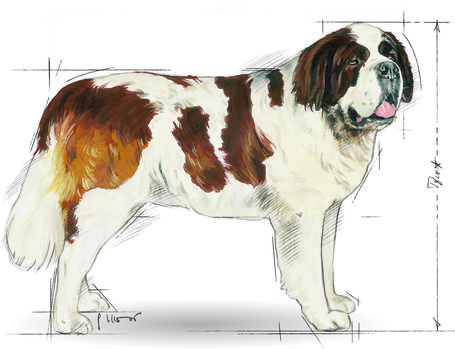 Royal Canin Giant Adult - óriás testű felnőtt kutya száraz táp