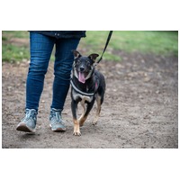 Hektor, kan kutyus gazdit keres #10