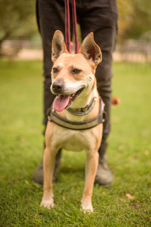 Natasa, 6 éves, 48 cm magas, szuka