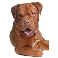 Pro-Nutrition Prestige Adult Maxi Pork #4