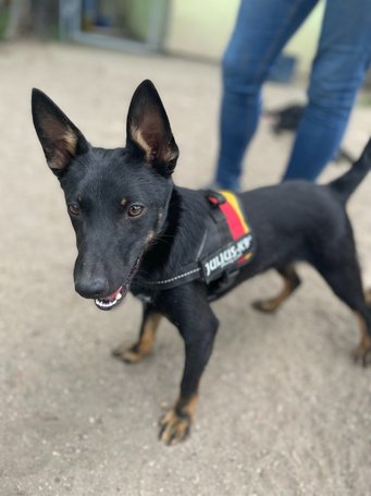 Gedeon, fél éves, kan