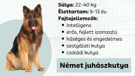 Német juhászkutya - Katona, rendőr, vadakat terelő juhász és a család legjobb barátja