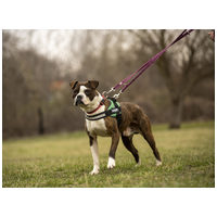 Morpheus, 7 éves, 50 cm magas, boxer mix, kan #4