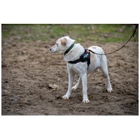 Odett, árva leány kutya #9