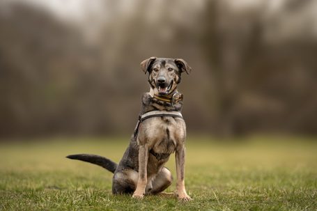 Kópé, 5 éves, 50 cm magas, kan