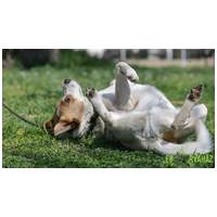 Foltos, 6 éves, 46 cm magas, kan #5