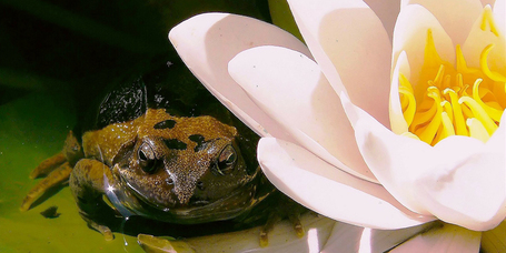 Kerti tó a nyári kánikulában