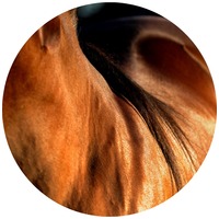 Îngrijirea pielii calului
