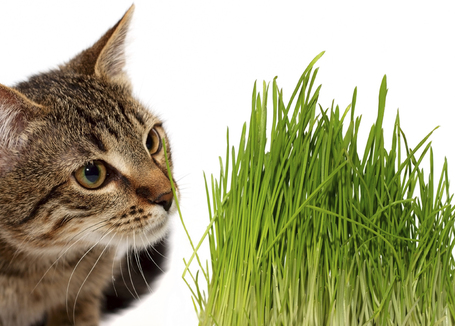 GimCat dobozos macskafű