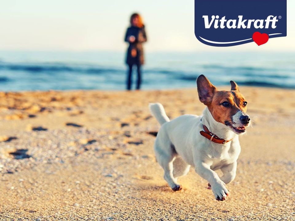 Vitakraft Beef Stick Arthro Fit 4pack suport pentru articulații pentru câini - zoom