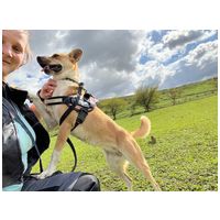 Hajni, 1 éves, közepes méretű, szuka #10