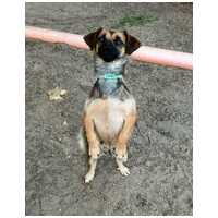 Manó, egy éves, szuka #2