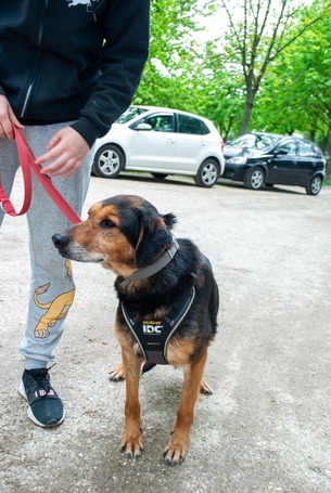 Bözsi, a 10 éves idős hölgy