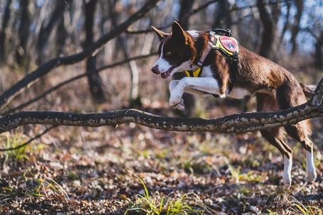 Yutipet RnD párnázott biztonsági kutyahám (Piros)