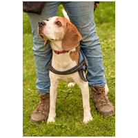 Nacho, 5 éves, beagle keverék, kan #5