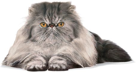 Royal Canin Persian Adult - Perzsa felnőtt macska száraz táp