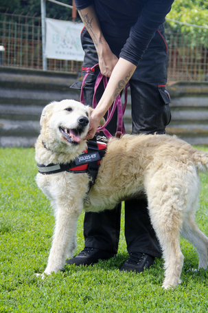 Sziszike, 8 éves, ivartalanított szuka kutyus