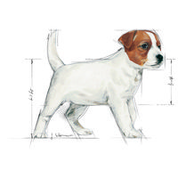 Royal Canin Mini Puppy - Kistestű kölyök kutya száraz táp #11