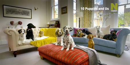 10 kutyus és mi a Viasat Nature-ön