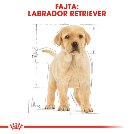Royal Canin Labrador Junior - Labrador Retriever kölyök kutya száraz táp