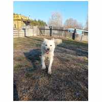 Bella, egy éves, szuka #2