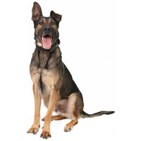 Kajla, 4 éves, 65 cm magas, kan #4