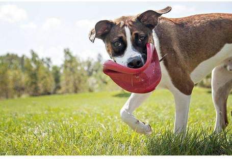 Kong Classic Flyer frizbi