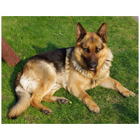 18 kg | 15 kg + 3 kg CD kutyatáp ajándékba