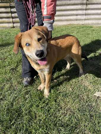 Showzsák, 6 hónapos keverék fiúcska