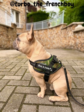 Julius-K9 IDC terepmintás powerhám kutyáknak