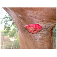 Union Bio SARCOPLANT bőrregeneráló krém szarkoidra lovaknak #2