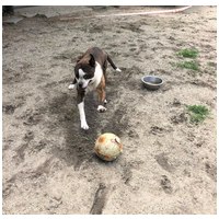 Morpheus, 7 éves, 50 cm magas, boxer mix, kan #8