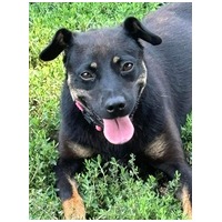 Robin, ivartalanított lányka gazdit keres #6