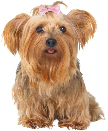 Trixie kutyamasnik három különböző méretben és változatos mintákkal