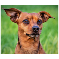 CD Adult Mini | Táp kistestű kutyáknak #2