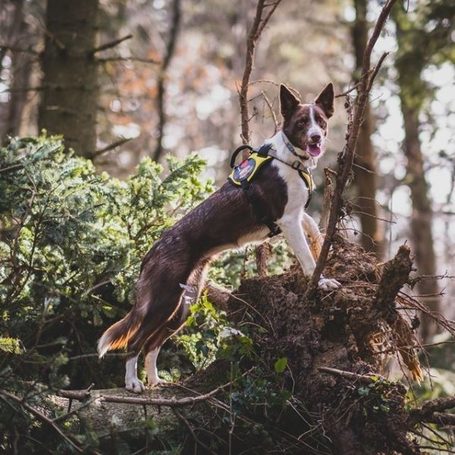 Yutipet RnD párnázott biztonsági kutyahám (Kék)