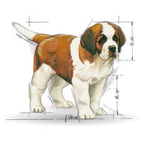 Royal Canin Giant Puppy - Óriás testű kölyök kutya száraz táp #10