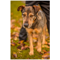 Pongó, 7 éves, kan #3