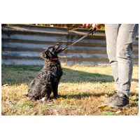 Áfonya, 5 hónapos keverék kislány #4