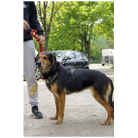 Bözsi, a 10 éves idős hölgy #9