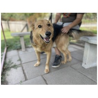 Sajó, 7 éves ivartalanított németjuhász keverék kan #4