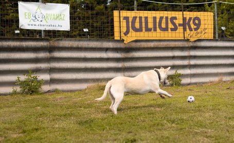 Petra, két éves, 45 cm magas, szuka
