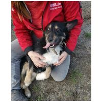 Borzas, két éves, kan #4