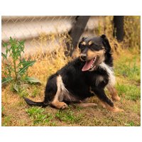 Oli, 2 éves, 47 cm magas, kan #2