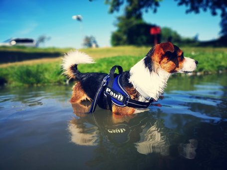 Julius-K9 IDC powAIR légáteresztő kutyahám piros színben