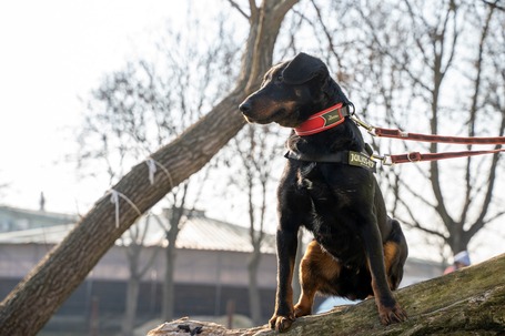 Prézli, 3 éves ivartalanított kan